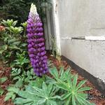 Lupinus polyphyllus 'CAMELOT Blue' - Lupine
