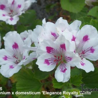 Pelargonium x domesticum 'Elegance Royalty White'