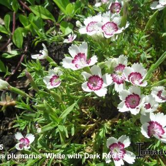 Dianthus plumarius 'White with Dark Red Eye'