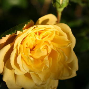 Rosa 'Yellow MEILOVE'