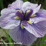 Iris ensata 'Caprician Butterfly' - Japanse iris