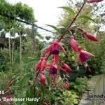 Fuchsia 'Bernisser Hardy' - Bellenplant