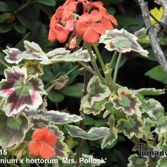 Pelargonium x hortorum 'Mrs. Pollock'