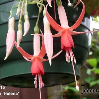 Fuchsia 'Helena'