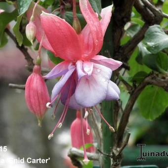 Fuchsia 'Enid Carter'