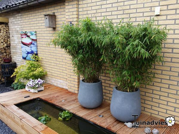 Weglaten daarna retort Bamboe - Fargesia murieliae 'Jumbo' | Planten online kopen