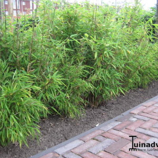 Opblazen interval subtiel Bamboe - Fargesia murieliae 'Simba' | Haagplanten | Planten online kopen |  Tuinadvies