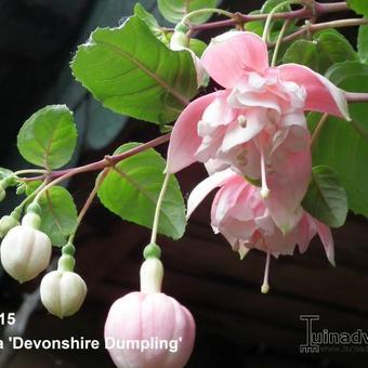Fuchsia 'Devonshire Dumpling'
