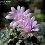 Gymnocalycium damsii - Cactus
