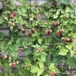 Rubus fruticosus 'Loch Ness' - Braambes - Rubus fruticosus 'Loch Ness'