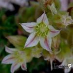 Rosularia libanotica - Rosularia libanotica