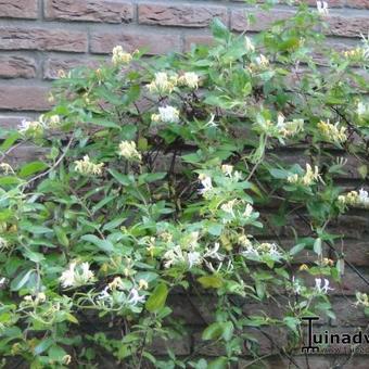 Lonicera japonica 'Hall's Prolific'