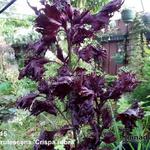 Perilla frutescens 'Crispa rubra'  - Shiso, Japanse basilicum, Biefstukplant