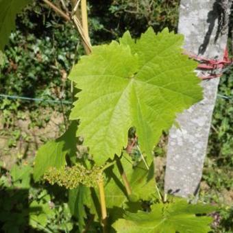 Vitis vinifera 'Dornfelder'