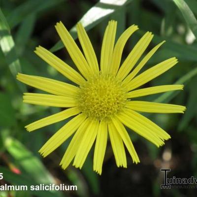 Koeieoog - Buphthalmum salicifolium