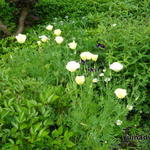 Eschscholzia californica 'Cream Swirl'  - Slaapmutsje