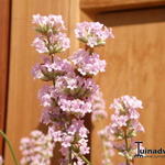 Lavandula angustifolia 'Felice Pink' - Lavendel