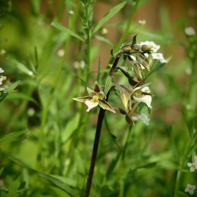 Orchidee - Epipactis palustris