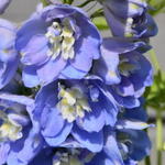 Delphinium 'MAGIC FOUNTAIN Sky Blue/White Bee' - Ridderspoor