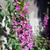 Lythrum salicaria 'Rosy Gem'