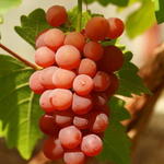 Vitis vinifera 'Vanessa' - Druif