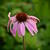 Echinacea purpurea 'Baby Swan Pink'