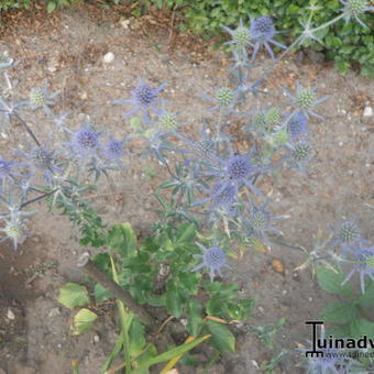 Echinops ritro