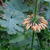 Leonotis leonurus