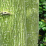 Acer davidii - Slangenhuidesdoorn