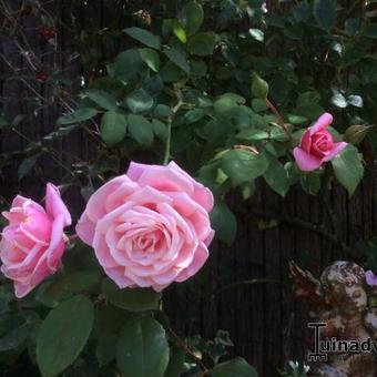 Rosa 'Blossomtime'