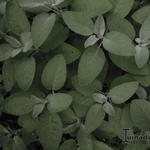 Salvia officinalis 'Maxima' - Echte salie/keukensalie