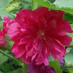 Alcea rosea 'SPRING CELEBRITIES Carmine Rose' - Stokrozen, dwergstokrozen - Alcea rosea 'SPRING CELEBRITIES Carmine Rose'