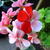 Pelargonium 'Bildeston Speckled'