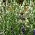 Lavandula angustifolia 'Alba'