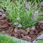 Lavandula angustifolia 'Felice' - Lavendel