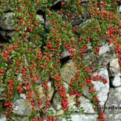 Dwergmispel - Cotoneaster procumbens 'Queen of Carpets'