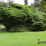 Picea abies 'Nidiformis' - Fijnspar