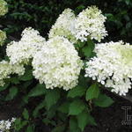 Hydrangea paniculata 'Levana' - Hortensia