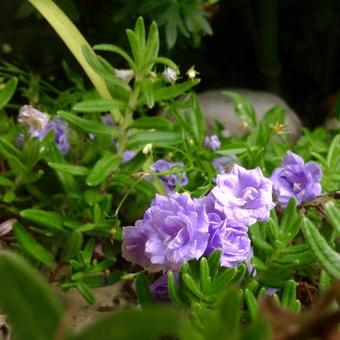 Campanula cochleariifolia 'Blue Baby'