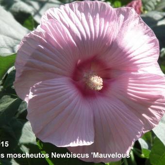 Hibiscus moscheutos Newbiscus ‘Mauvelous’