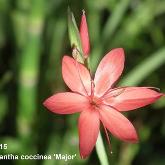 Hesperantha coccinea 'Major'