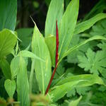 Cautleya spicata - Siergember