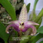 Bulbophyllum lobbii - Orchidee