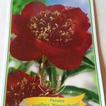 Paeonia lactiflora 'Nippon Beauty' - Pioen - Paeonia lactiflora 'Nippon Beauty'