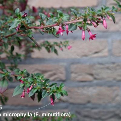 Bellenplant - Fuchsia microphylla