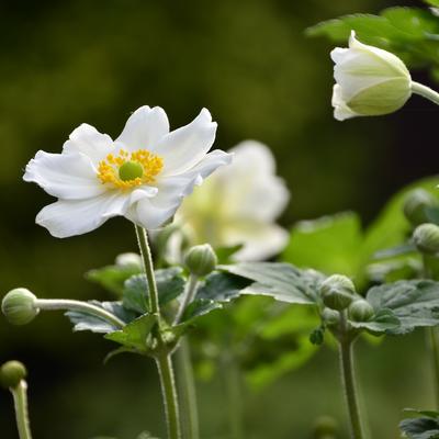 Anemone x hybrida 'Honorine Jobert' - Japanse anemoon / herfstanemoon