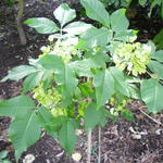 Ptelea trifoliata - Lederboom