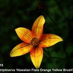 Bidens triplinervia 'Hawaiian Flare Orange Yellow Brush' - Tandzaad