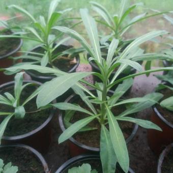 Aster lateriflorus 'Prince'