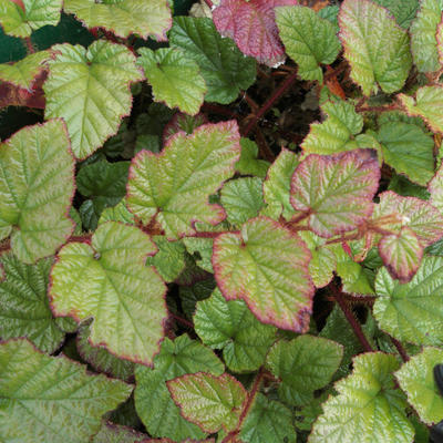 Braambes, Chinese braambes - Rubus tricolor